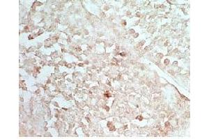 Rat testis tissue stained by Rabbit Anti-INSL5  (Mouse) Serum (INSL5 Antikörper)
