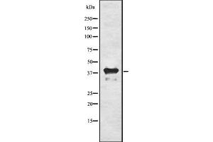 Western blot analysis Inhibin β-C using 293 whole cell lysates. (INHBC Antikörper)