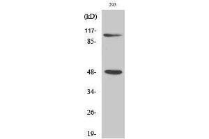 Western Blotting (WB) image for anti-Nuclear Factor of kappa Light Polypeptide Gene Enhancer in B-Cells 1 (NFKB1) (Thr157) antibody (ABIN3185881) (NFKB1 Antikörper  (Thr157))