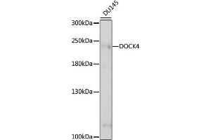 Western blot analysis of extracts of DU145 cells, using DOCK4 antibody (ABIN7266717) at 1:1000 dilution. (DOCK4 Antikörper  (AA 150-450))