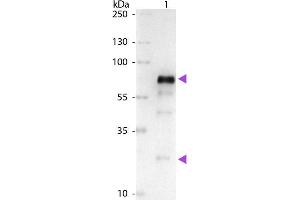 Western Blot of Alkaline Phosphatase Conjugated Goat anti-Chicken IgG Pre-Adsorbed secondary antibody. (Ziege anti-Huhn IgG (Heavy & Light Chain) Antikörper (Alkaline Phosphatase (AP)) - Preadsorbed)
