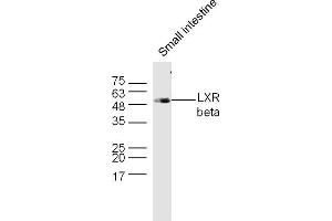 Mouse small intestine lysates probed with LXR beta Polyclonal Antibody, Unconjugated  at 1:300 dilution and 4˚C overnight incubation.