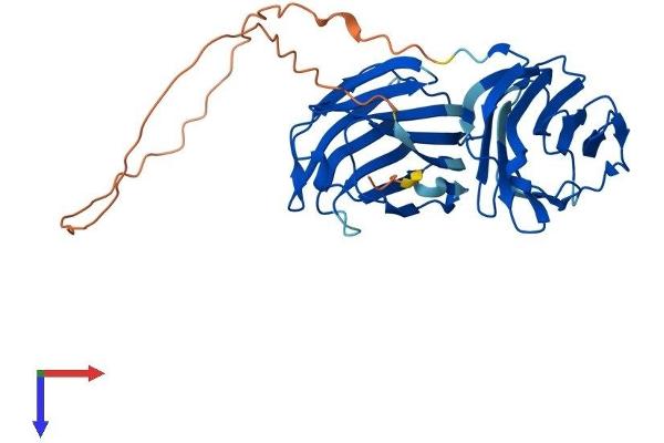 Galectin 9 Protein (AA 1-353) (His tag)
