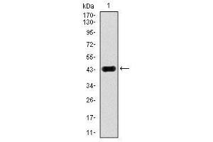 Image no. 1 for anti-Mitogen-Activated Protein Kinase 8 (MAPK8) antibody (ABIN1499314) (JNK Antikörper)