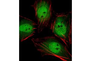 Fluorescent image of Hela cells stained with Mouse Actl6a Antibody (C-term) (ABIN6243024 and ABIN6577692). (BAF53A Antikörper  (C-Term))