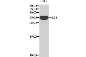 Western blot analysis of extracts of HeLa cell line, using IL33 antibody. (IL-33 Antikörper)