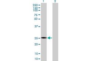 Western Blot analysis of GSTA2 expression in transfected 293T cell line by GSTA2 MaxPab polyclonal antibody. (GSTa2 Antikörper  (AA 1-222))