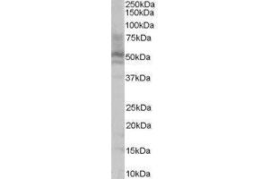 Western Blotting (WB) image for Hepatocyte Nuclear Factor 4, alpha (HNF4A) peptide (ABIN370425) (Hepatocyte Nuclear Factor 4, alpha (HNF4A) Peptid)