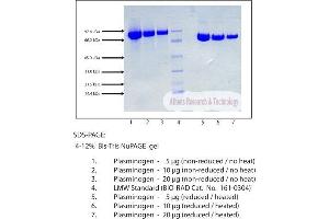 Gel Scan of Plasminogen, Human Plasma  This information is representative of the product ART prepares, but is not lot specific. (PLG Protein)