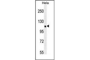 Western blot analysis of QSK Antibody (C-term) in Hela cell line lysates (35ug/lane).