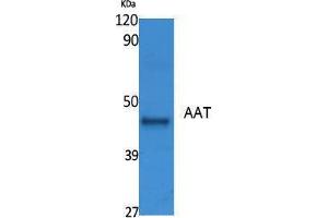 Western Blotting (WB) image for anti-AAT (Internal Region) antibody (ABIN3178088) (AAT (Internal Region) Antikörper)