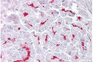 Anti-TRPM5 antibody IHC staining of human pancreas. (TRPM5 Antikörper  (AA 205-254))
