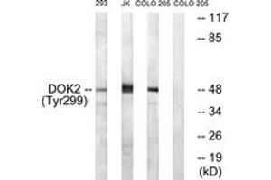 Western blot analysis of extracts from COS7 cells treated with insulin 0. (DOK2 Antikörper  (pTyr299))