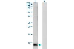Western Blot analysis of S100A12 expression in transfected 293T cell line by S100A12 monoclonal antibody (M01), clone 1F10. (S100A12 Antikörper  (AA 1-92))