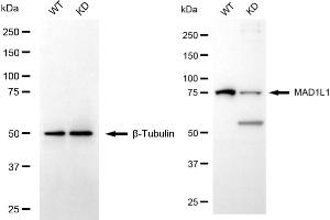Western blotting analysis using MAD1L1 antibody (ABIN7799316).