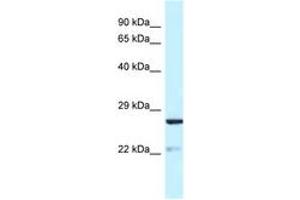 Image no. 1 for anti-Yip1 Domain Family, Member 5 (YIPF5) (AA 54-103) antibody (ABIN6747764) (YIPF5 Antikörper  (AA 54-103))