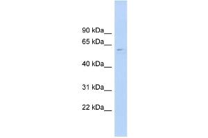 WB Suggested Anti-CLK4 Antibody Titration:  0.