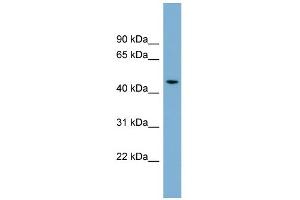 WB Suggested Anti-ACTR3B Antibody Titration: 0. (ACTR3B Antikörper  (N-Term))