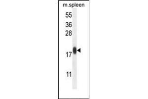 Western blot analysis of IMMP1L Antibody (C-term) in mouse spleen tissue lysates (35ug/lane).