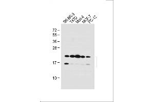 All lanes : Anti-UBE2W Antibody (C-term) at 1:1000 dilution Lane 1: SK-BR-3 whole cell lysate Lane 2: T47D whole cell lysate Lane 3: Molt-4 whole cell lysate Lane 4: MCF-7 whole cell lysate Lane 5: PC-12 whole cell lysate Lysates/proteins at 20 μg per lane. (UBE2W Antikörper  (C-Term))
