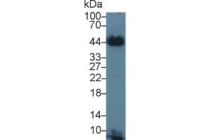 Western blot analysis of Cow Cerebrum lysate, using Cow TF Antibody (3 µg/ml) and HRP-conjugated Goat Anti-Rabbit antibody ( (Tissue factor Antikörper  (AA 36-292))