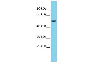 Host: Rabbit Target Name: FAM222B Sample Type: PANC1 Whole Cell lysates Antibody Dilution: 1. (FAM222B Antikörper  (C-Term))