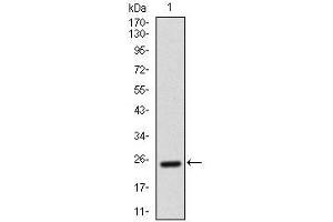 Western blot analysis using AlCAM mAb against human AlCAM recombinant protein.