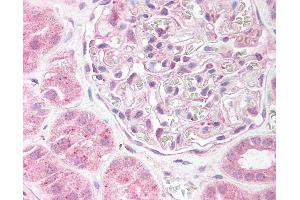 Anti-EDG2 antibody IHC of human kidney. (LPAR1 Antikörper  (AA 342-359))