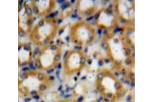 IHC-P analysis of Kidney tissue, with DAB staining. (beta Defensin 1 Antikörper  (AA 22-68))