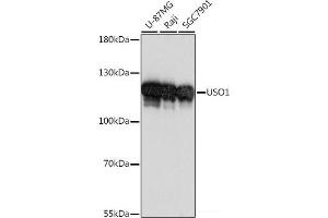 Western blot analysis of extracts of various cell lines using USO1 Polyclonal Antibody at dilution of 1:1000. (USO1 Antikörper)