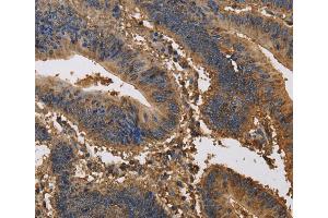 Immunohistochemistry (IHC) image for anti-Potassium Voltage-Gated Channel, Subfamily G, Member 1 (KCNG1) antibody (ABIN2434874) (KCNG1 Antikörper)