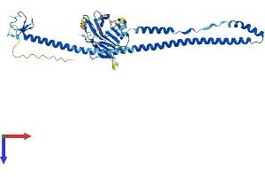 TRIM14 Protein (AA 1-440) (His tag)
