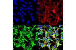 Immunocytochemistry/Immunofluorescence analysis using Mouse Anti-Sulfotyrosine Monoclonal Antibody, Clone 7C5 (ABIN5067488). (Sulfotyrosine Antikörper  (Atto 390))