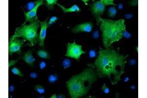 Anti-SMS mouse monoclonal antibody (ABIN2454719) immunofluorescent staining of COS7 cells transiently transfected by pCMV6-ENTRY SMS (RC200619). (SMS Antikörper)