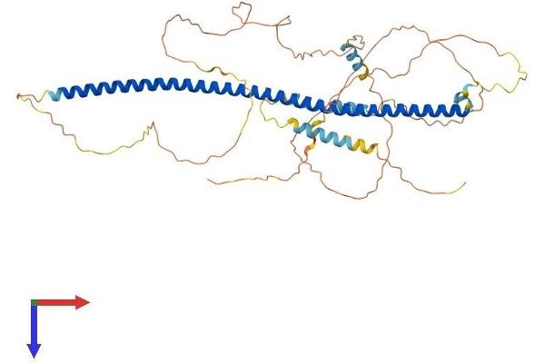 Syntaphilin Protein (SNPH) (AA 1-495) (His tag)