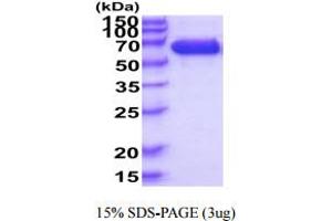 Immunoglobulin Superfamily, Member 8 (IGSF8) (AA 28-579) protein (His tag)