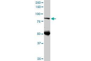 DNAJC10 monoclonal antibody (M02), clone 3A8. (DNAJC10 Antikörper  (AA 688-793))