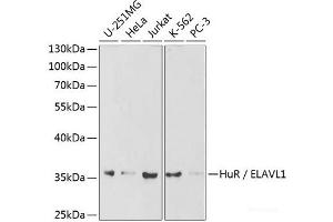 Western blot analysis of extracts of various cell lines using HuR / ELAVL1 Polyclonal Antibody at dilution of 1:1000. (ELAVL1 Antikörper)