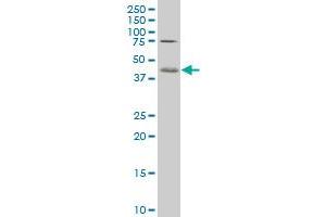 Western Blotting (WB) image for anti-Core 1 Synthase, Glycoprotein-N-Acetylgalactosamine 3-beta-Galactosyltransferase, 1 (C1GALT1) (AA 264-363) antibody (ABIN566051)