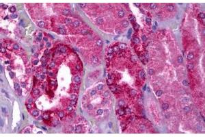 Anti-NAPE-PLD antibody IHC staining of human kidney. (NAPEPLD Antikörper  (AA 6-20))