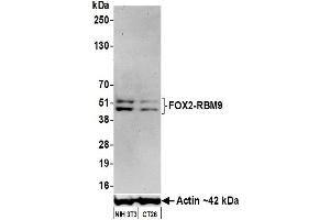 Western Blotting (WB) image for anti-RNA Binding Motif Protein 9 (RBM9) (AA 1-50) antibody (ABIN7454009)