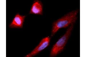 Immunofluorescence (IF) image for anti-Carboxypeptidase E (CPE) (AA 43-476) antibody (APC) (ABIN5565194) (CPE Antikörper  (AA 43-476) (APC))