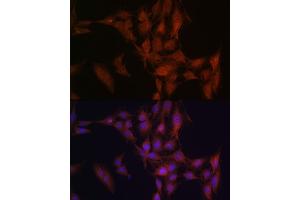 Immunofluorescence analysis of C6 cells using NFS1 Rabbit pAb (ABIN6130225, ABIN6144595, ABIN6144597 and ABIN6222373) at dilution of 1:100 (40x lens). (NFS1 Antikörper  (AA 208-457))