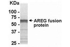 Western Blotting (WB) image for anti-Amphiregulin (AREG) (AA 100-184) antibody (ABIN2468195) (Amphiregulin Antikörper  (AA 100-184))
