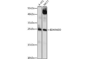 Western blot analysis of extracts of various cell lines, using EDARADD antibody (ABIN7266900) at 1:1000 dilution.