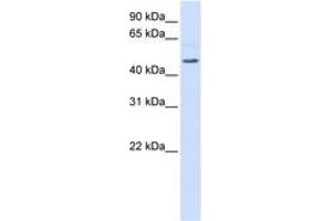 Image no. 1 for anti-Regulator of G-Protein Signaling 11 (RGS11) (AA 360-409) antibody (ABIN6744360)