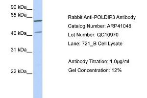 Western Blotting (WB) image for anti-Polymerase (DNA-Directed), delta Interacting Protein 3 (POLDIP3) (C-Term) antibody (ABIN310103) (POLDIP3 Antikörper  (C-Term))