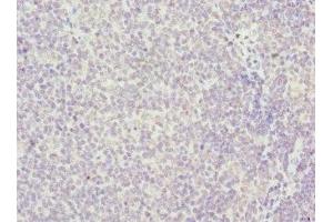 Immunohistochemistry of paraffin-embedded human tonsil tissue using ABIN7155205 at dilution of 1:100 (HMGB1 Antikörper  (AA 8-179))