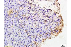 Formalin-fixed and paraffin embedded rat pancreas labeled with Rabbit Anti PAR4 Polyclonal Antibody, Unconjugated (ABIN673224) at 1:200 followed by conjugation to the secondary antibody and DAB staining (F2RL3 Antikörper  (AA 320-343))