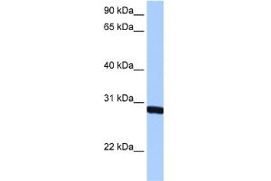 WB Suggested Anti-SMN1 Antibody  Titration: 0. (SMN1 Antikörper  (N-Term))